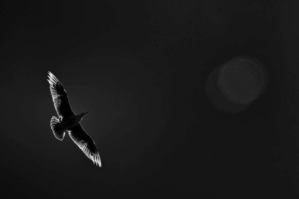 SEAGULL