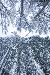 雪花