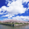 五稜郭桜