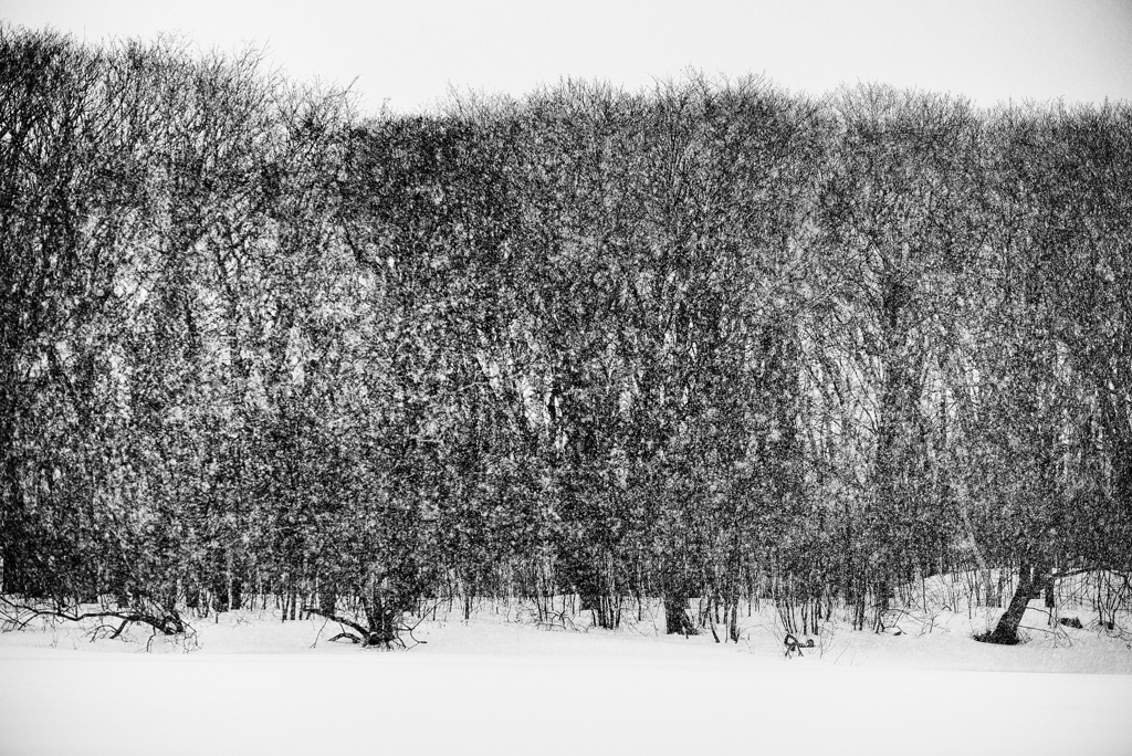 雪森