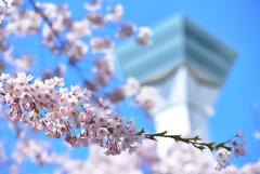 五稜郭タワーと桜