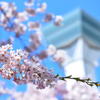 五稜郭タワーと桜