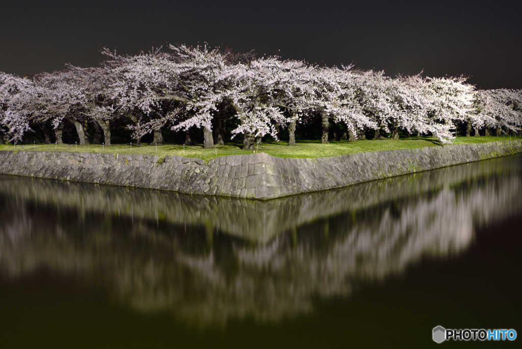 夜桜
