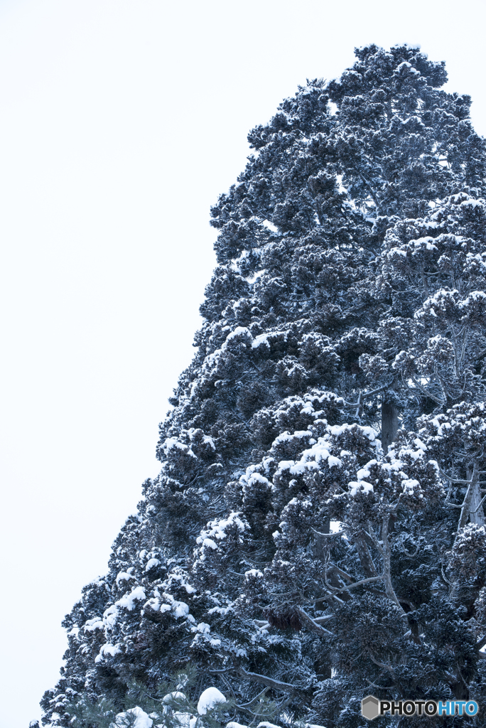 雪花