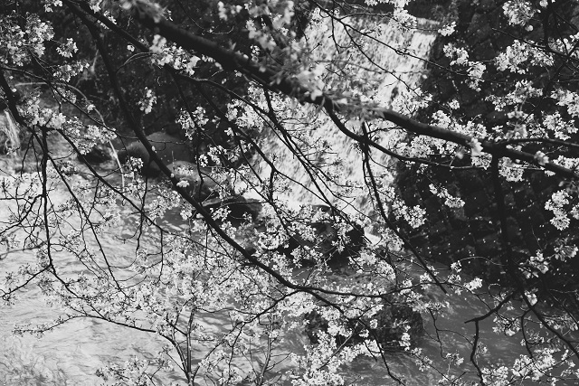 雨中の川沿い桜 