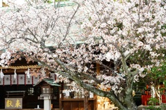 山桜