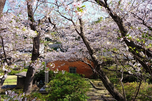 小菅修船場跡の桜