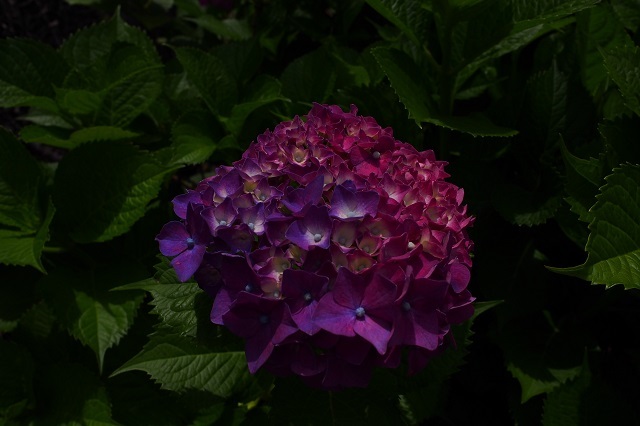 惑星紫陽花