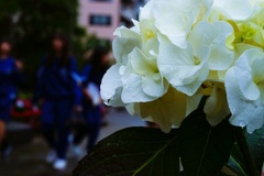 バニラの雫