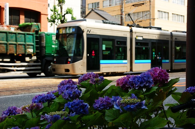 Low Floor LRV 3000形車両と紫陽花 