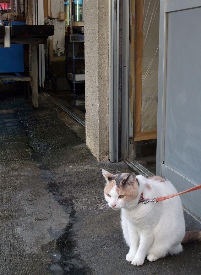 猫背の王女