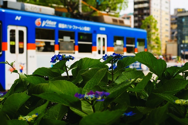 路面電車と紫陽花 