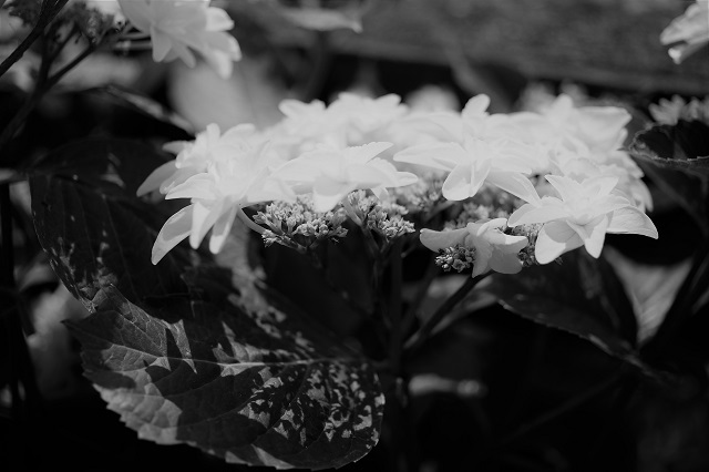 隅田の花火