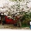 伊勢宮の山桜