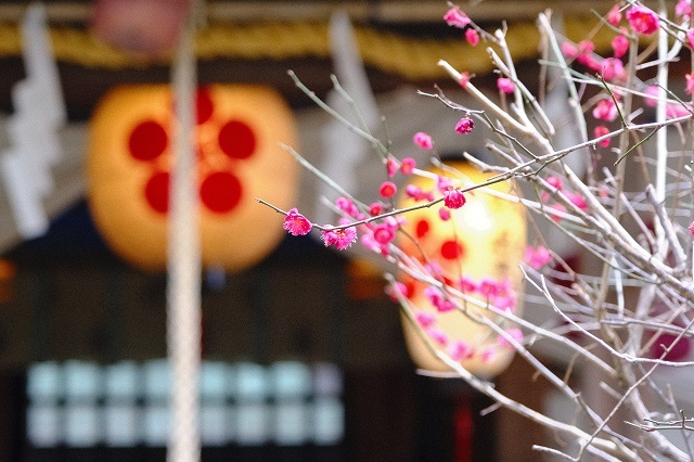 松の森神社の梅