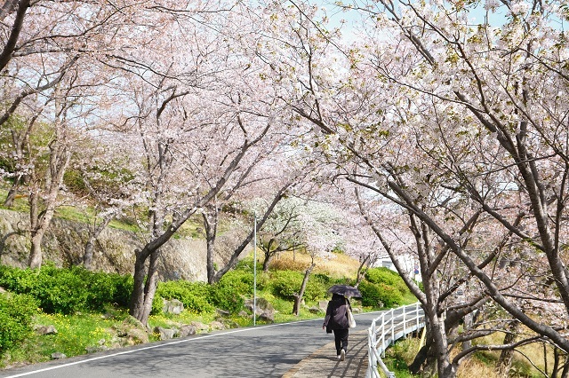 立山公園口の桜