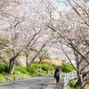 立山公園口の桜
