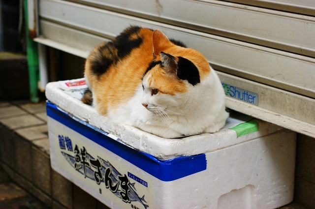 さんまを売る猫 By Toppenpapen Id 写真共有サイト Photohito