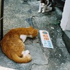 猫へサインプレート？
