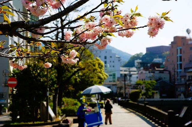 シーボルトの桜
