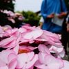 空色のしずくという名の紫陽花
