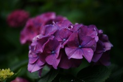 興福寺の紫陽花