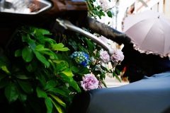 道端の花