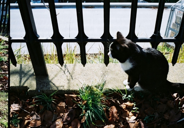 ひとこま前へ旅する猫