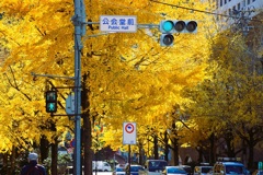 市民会館横の銀杏  