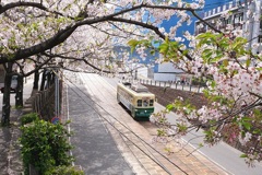 桜町電車通りの桜
