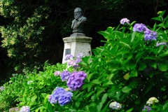 シーボルト像と紫陽花