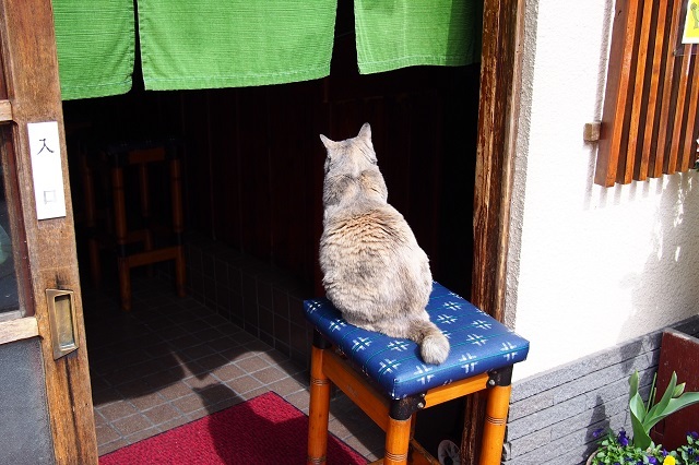 監督猫
