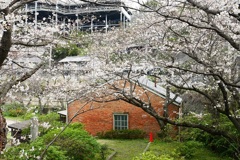小菅の桜