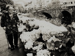 walk with a stick,flowers and the bridge