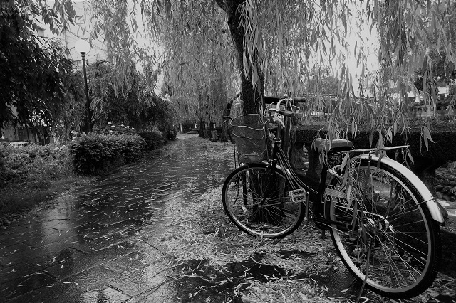 柳の雨