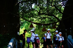 被ばく大クス 山王神社
