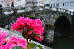 眼鏡橋と紫陽花(恋恋) 