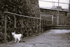 祈念坂の子猫