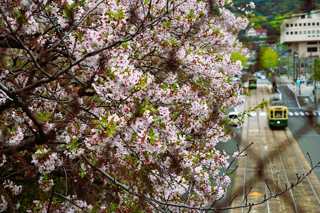 金網と五分葉桜