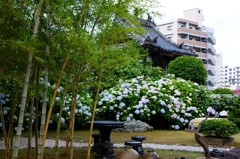 長崎興福寺の紫陽花(2) 
