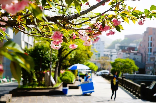 シーボルトの桜
