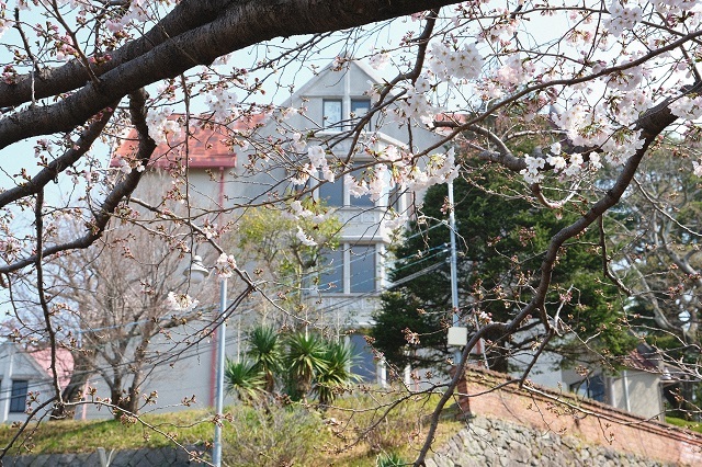 開花はじめの活水女子大