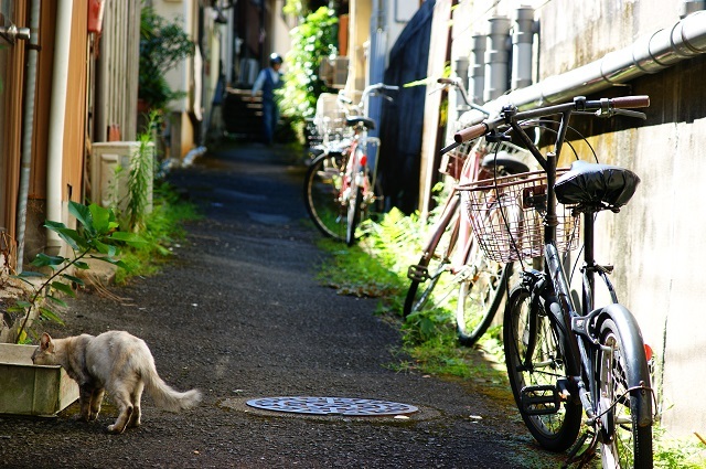 路地猫の夏