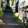路地猫の夏