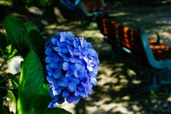 スカイロードの紫陽花