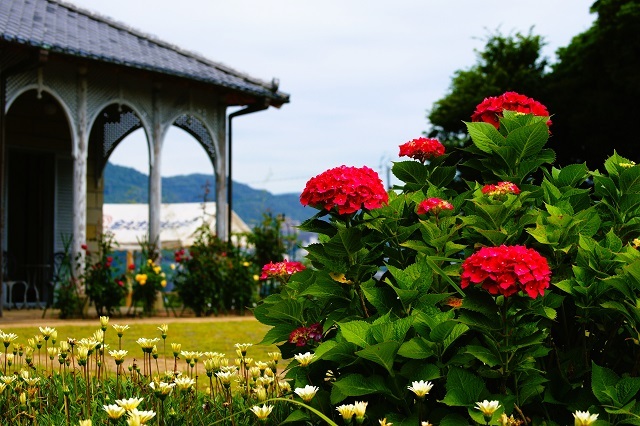 レストハウスの紫陽花 