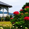 レストハウスの紫陽花 