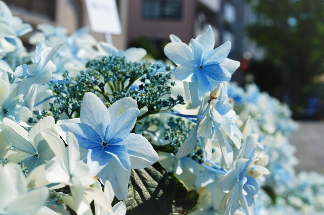 白い紫陽花 いずみどり