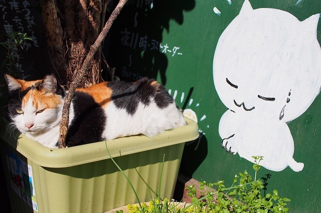 背後ネコ
