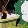 背後ネコ